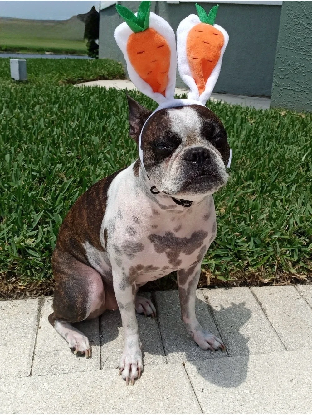 Like New - Pet Bunny Ears Carrot Headband Costume - Unbranded